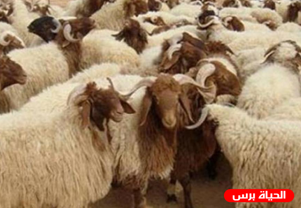 الزراعة في رام الله توفير لقاحات بيطرية للأغنام والأبقار في غزة